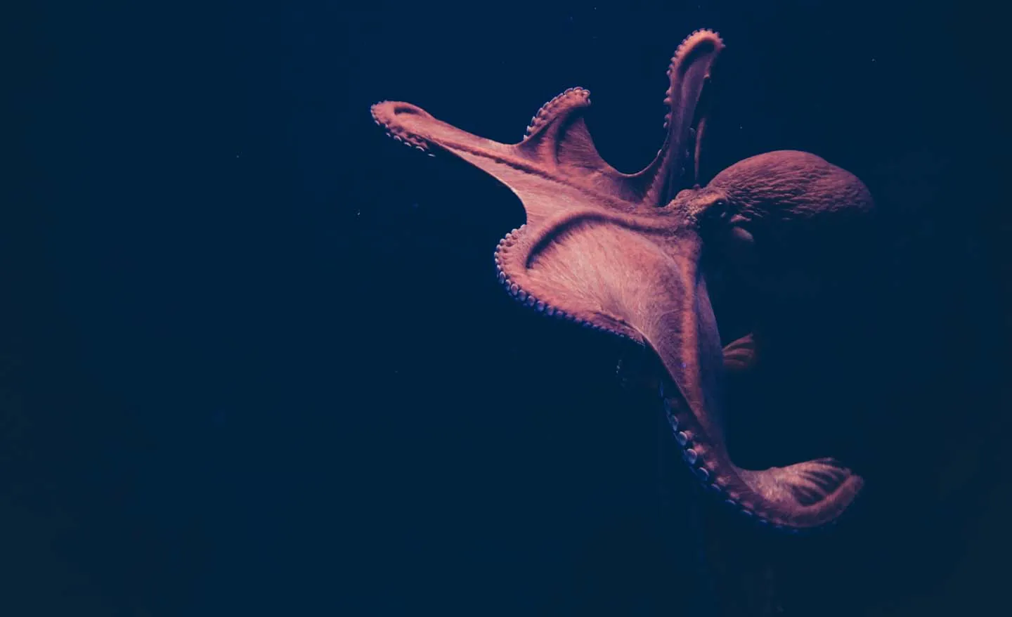 Usetech to showcase Octopus digital product at GITEX GLOBAL 2023